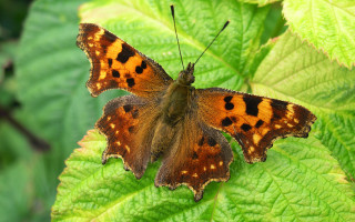 Brown black butterfly green leaves - butterfly free wallpaper