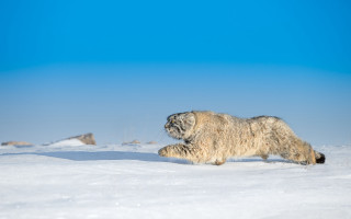 White animal snow field sky - primitivism free wallpaper