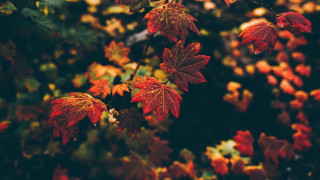 Autumn leaves macro blurry background - a blurry background free wallpaper