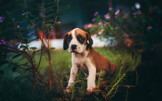 Puppy grass bush flowers house - a house in the background free wallpaper