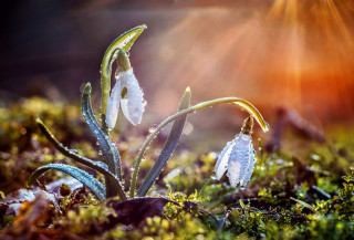 Water droplets plant sunshine snow - betty merken free wallpaper