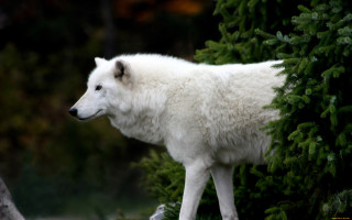 White wolf tree branch forest - top of a tree branch next free wallpaper