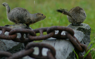 Two animals rock grass chainlink - institutional free wallpaper