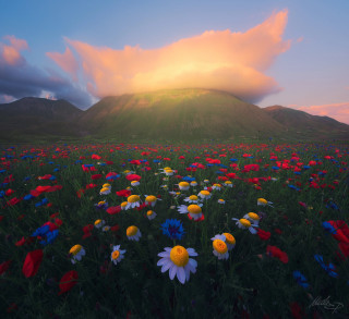 Flower field mountain sunset clouds - impressionist free wallpaper