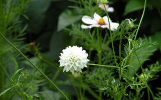 White flower green stem yellow - a green stem free wallpaper