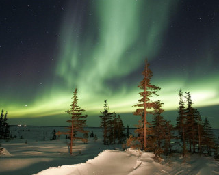 Green aurora snowy landscape trees 4 - a green aurora free wallpaper