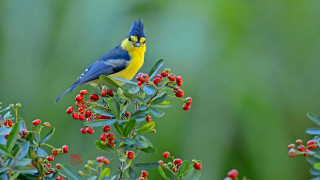 Bird berry bush macro wildlife - a small bird free wallpaper
