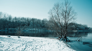 Snowy tree lake winter nature - an gyeon free wallpaper for desktop