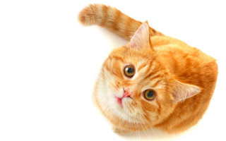 Surprised orange cat shiba inu - a white background free wallpaper