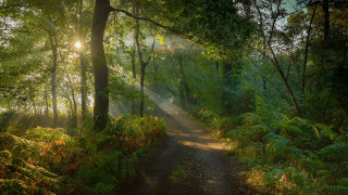 Sunshine forest path leaves branches - radiant free wallpaper