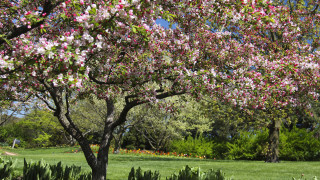 Pink flowered tree park bench - blue sky in the background free wallpaper