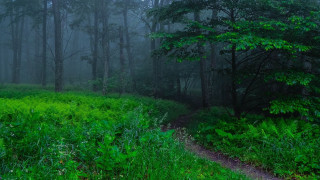 Forest path trees green grass - tall tree free wallpaper