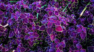 Purple flower garden fractal fence - the grass together free wallpaper