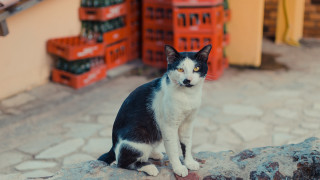 Black white cat rock wine - harlem renaissance free wallpaper
