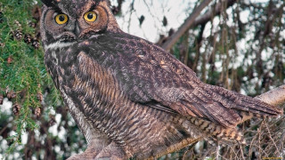 Large owl trees branch yellow - top of a tree branch free wallpaper