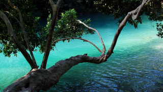 Tree water branch river australian - andrew law free wallpaper