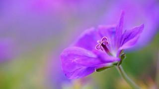 Purple flower green background macro 5 - a blurry image free wallpaper