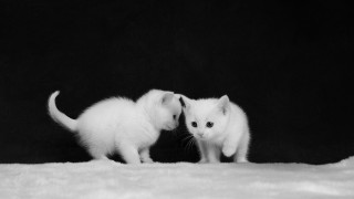 Two white kittens black background - one cat free wallpaper