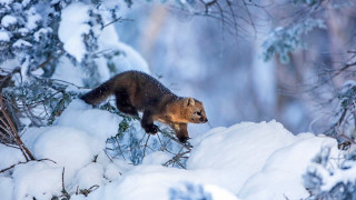 Small animal snowy forest nature - a snow free wallpaper
