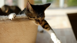 Sleeping cat on bed in - a cat bed free wallpaper