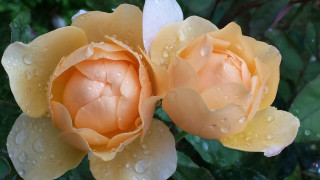 Yellow flowers water droplets bush - the petal free wallpaper