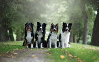 Dogs lush green field trees - tree and grass free wallpaper