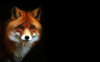 Red fox closeup black background 2 - photorealistic free wallpaper