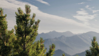 Mountain range trees bird beach - a distance free wallpaper
