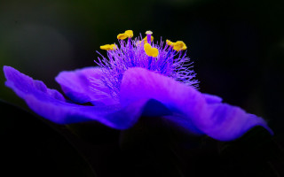 Purple flower yellow stamens macro 3 - betty merken free wallpaper
