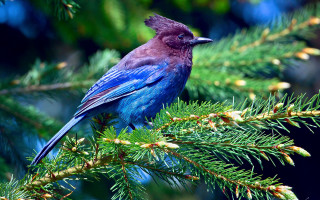 Blue bird pine branch cones - a blue bird free wallpaper