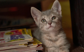Kitten table newspapers curious photorealistic - a curious look free wallpaper