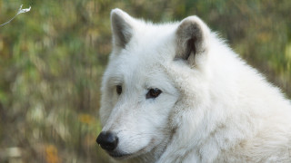 White wolf distant look trees - sharp focus free wallpaper