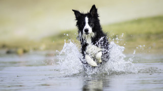 Dog running water frisbee outdoors - a frisbee free wallpaper