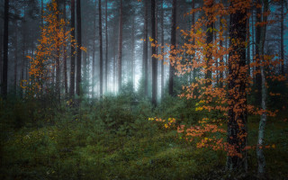 Forest magic realism autumn bench - forest free wallpaper