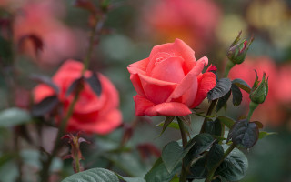 Pink rose blooming garden bokeh - a pink rose free wallpaper