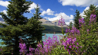 Lake trees purple flowers mountain - derek chittock free wallpaper