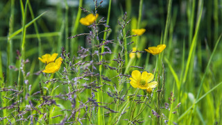 Yellow field butterfly ladybug sunlight - yellow flower free wallpaper