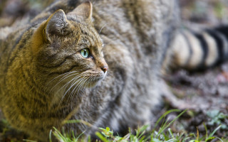 Cat green eyes walking grass - serious free wallpaper