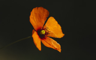 Orange flower black background green - elinor proby adams free wallpaper