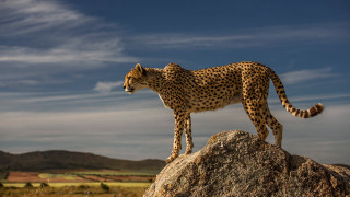 Cheetah rock field clouds wildlife - chris labrooy free wallpaper