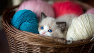 White cat basket yarn blue - a cross stitch free wallpaper