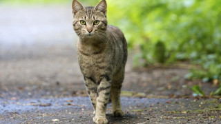 Cat walking road day blurry - a cat free wallpaper
