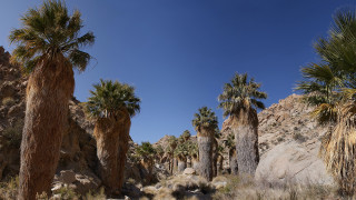 Palm trees rocky area blue - a group of palm trees free wallpaper