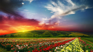 Flower field sunset clouds mountain 2 - a field of flowers free wallpaper