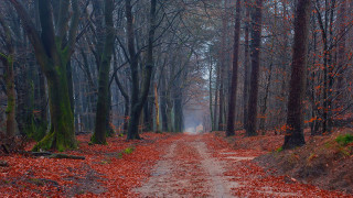 Dirt road forest autumn leaves 3 - lot of trees free wallpaper