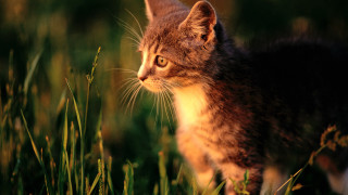 Cat field tallgrass distant blurry - impressionism free wallpaper