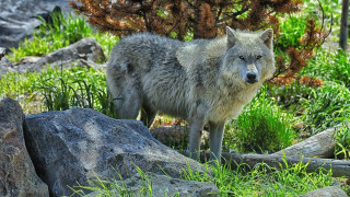 Wolf rock forest nature bush - a rock in a forest free wallpaper