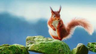Red squirrel green rock moss - mossy free wallpaper