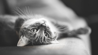 Cat back couch looking camera 2 - the couch free wallpaper