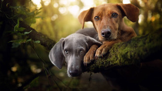 Dog branch outdoor nature blurry - the camera and the other free wallpaper